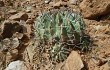 Preview photo Echinopsis obrepanda