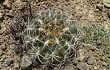 Anteprima di Echinopsis obrepanda