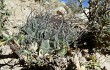Anteprima di Echinopsis pugionacantha