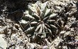 Anteprima di Echinopsis pugionacantha