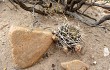 Vista previa de Echinopsis pugionacantha