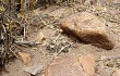 Vista previa de Echinopsis pugionacantha