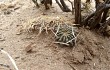 Anteprima di Echinopsis pugionacantha