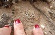 Preview photo Echinopsis pugionacantha