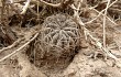 Vista previa de Echinopsis pugionacantha