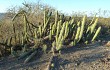 Preview photo Echinopsis quadratiumbonata