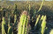 Preview photo Echinopsis quadratiumbonata