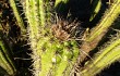 Preview photo Echinopsis quadratiumbonata