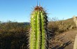 Vista previa de Echinopsis quadratiumbonata