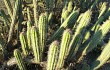 Preview photo Echinopsis quadratiumbonata