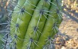 Preview photo Echinopsis quadratiumbonata