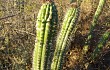 Anteprima di Echinopsis quadratiumbonata