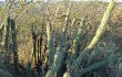 Preview photo Echinopsis quadratiumbonata