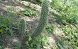 Preview photo Echinopsis quadratiumbonata