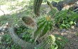 Anteprima di Echinopsis quadratiumbonata