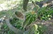 Preview photo Echinopsis quadratiumbonata