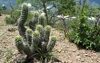 Anteprima di Echinopsis quadratiumbonata