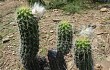 Preview photo Echinopsis quadratiumbonata