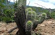 Preview photo Echinopsis quadratiumbonata