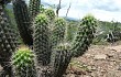 Preview photo Echinopsis quadratiumbonata