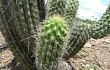 Preview photo Echinopsis quadratiumbonata