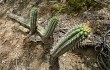 Vista previa de Echinopsis quadratiumbonata