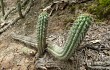 Preview photo Echinopsis quadratiumbonata