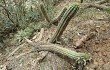 Vista previa de Echinopsis quadratiumbonata