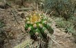 Preview photo Echinopsis quadratiumbonata