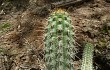 Anteprima di Echinopsis quadratiumbonata