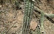 Preview photo Echinopsis quadratiumbonata