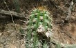 Preview photo Echinopsis quadratiumbonata