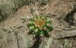 Preview photo Echinopsis quadratiumbonata