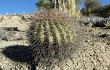 Anteprima di Echinopsis randallii