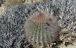 Vista previa de Echinopsis randallii