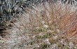 Vista previa de Echinopsis randallii