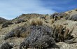 Anteprima di Echinopsis randallii