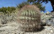 Preview photo Echinopsis randallii