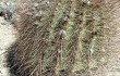 Anteprima di Echinopsis randallii