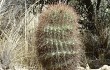 Anteprima di Echinopsis randallii