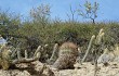 Vista previa de Echinopsis randallii