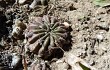 Preview photo Echinopsis stilowiana