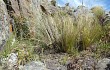 Anteprima di Echinopsis stilowiana