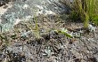 Anteprima di Echinopsis stilowiana