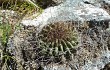 Preview photo Echinopsis stilowiana