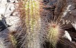 Vista previa de Echinopsis strigosa