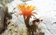 Preview photo Echinopsis strigosa