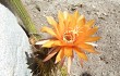 Anteprima di Echinopsis strigosa