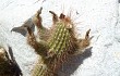 Preview photo Echinopsis strigosa