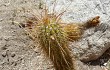 Preview photo Echinopsis strigosa